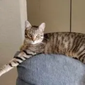 Tonia's cat Dinah Marie