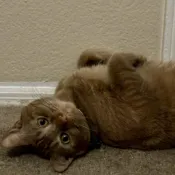 Tayler's orange tabby cat Milo