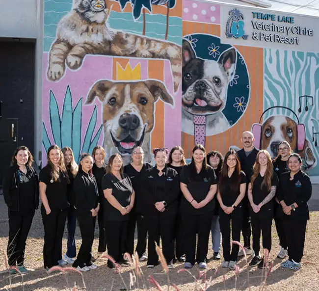 Veterinary team at Tempe Lake Veterinary Clinic & Pet Resort in Tempe, AZ